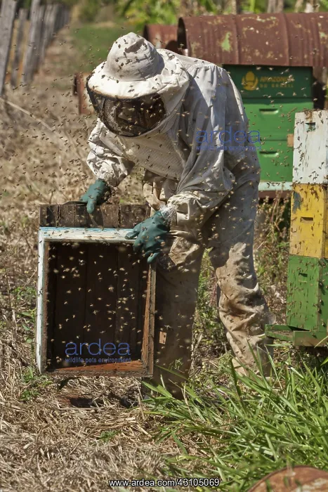 : Beekeeper swarmed by bees : Beekeeper swarmed by bees