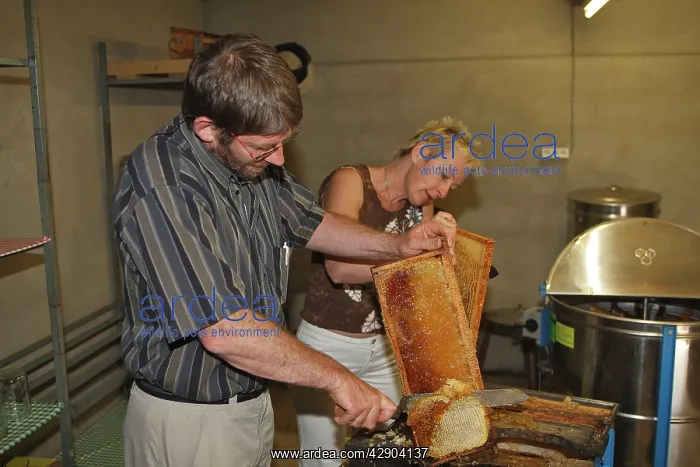 : Beekeepers - cutting comb with knife to release honey : Beekeepers - cutting comb with knife to release honey