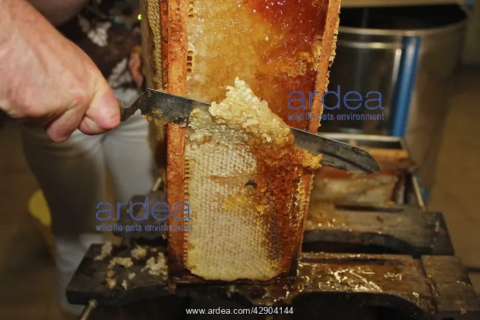 : Beekeepers - cutting comb with knife to release honey : Beekeepers - cutting comb with knife to release honey