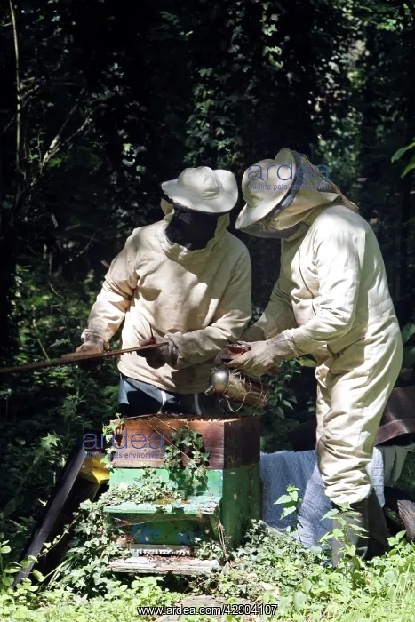 : Beekeepers - opening hive & using smoker to subdue : Beekeepers - opening hive & using smoker to subdue