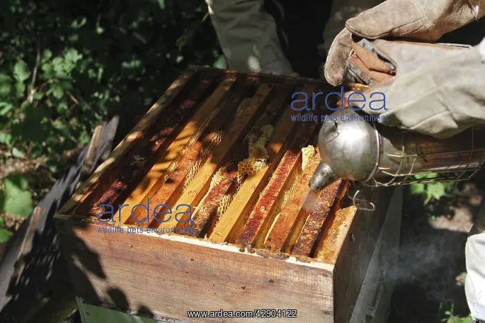 : Beekeepers - opening hive & using smoker to subdue : Beekeepers - opening hive & using smoker to subdue