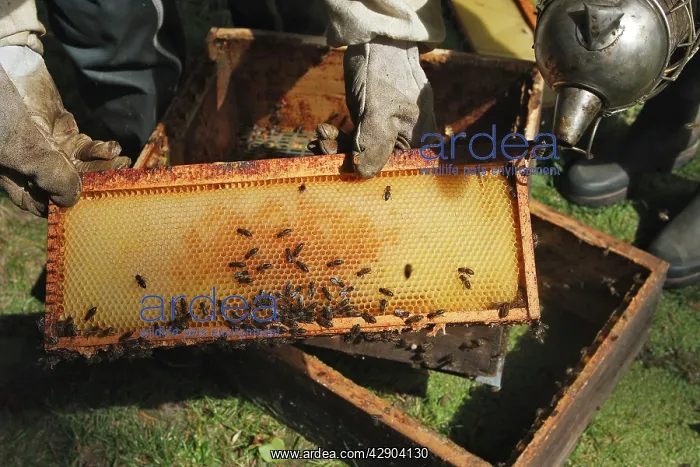 : Beekeepers - opening hive & using smoker to subdue : Beekeepers - opening hive & using smoker to subdue