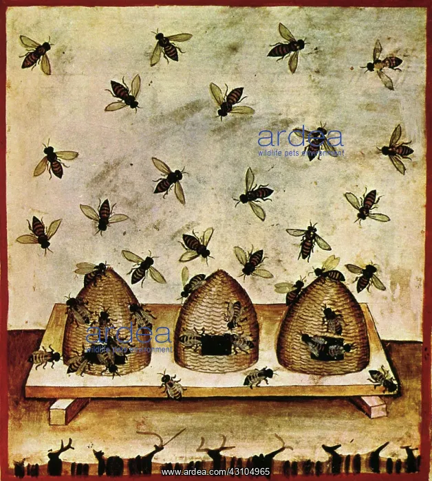 : Beekeeping, Arabic Medical Book, 14th C : Beekeeping, Arabic Medical Book, 14th C