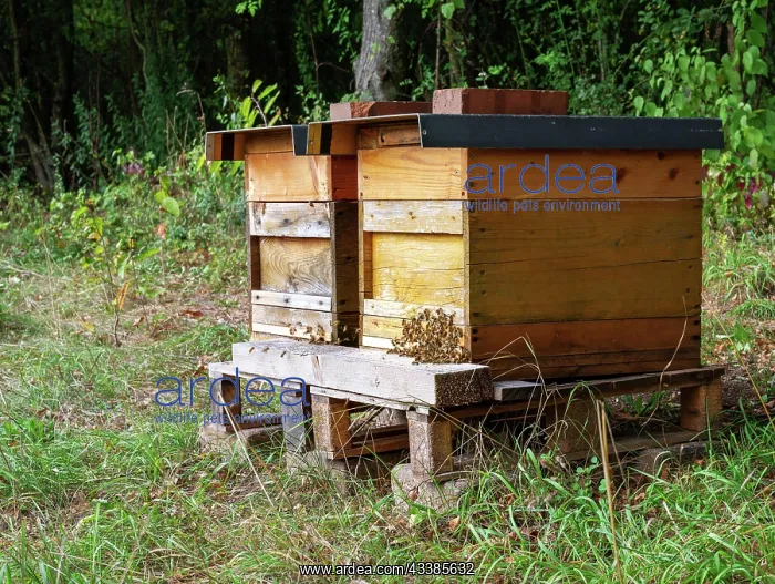 : Beekeeping - bees flying to a wooden beeyard : Beekeeping - bees flying to a wooden beeyard