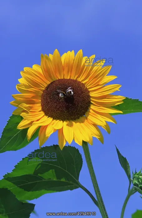: Bees in centre of large bright sunlit Sunflower : Bees in centre of large bright sunlit Sunflower