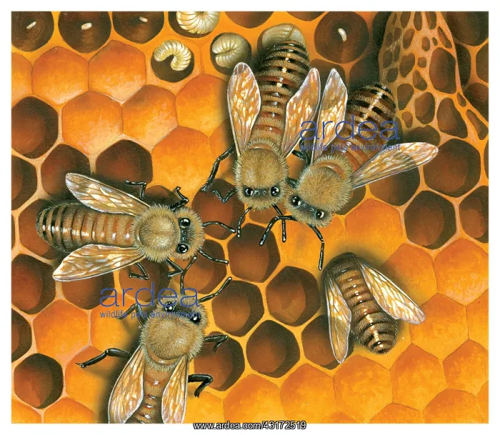 : Bees in honeycomb : Bees in honeycomb