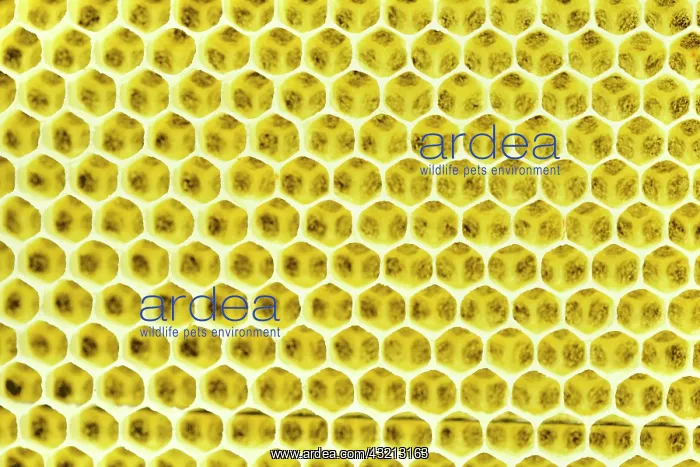 : Beeswax, freshly removed honeycomb, Bavaria, Germany : Beeswax, freshly removed honeycomb, Bavaria, Germany