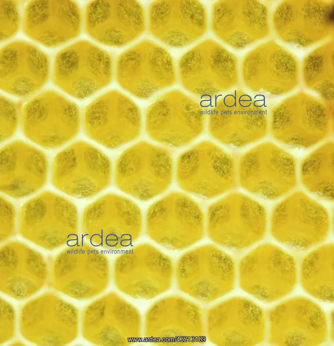 : Beeswax, freshly removed honeycomb, Bavaria, Germany : Beeswax, freshly removed honeycomb, Bavaria, Germany