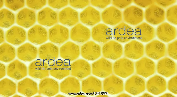 : Beeswax, freshly removed honeycomb, Bavaria, Germany : Beeswax, freshly removed honeycomb, Bavaria, Germany