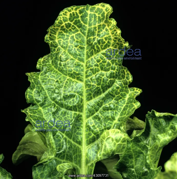 : Beet necrotic yellow vein virus : Beet necrotic yellow vein virus