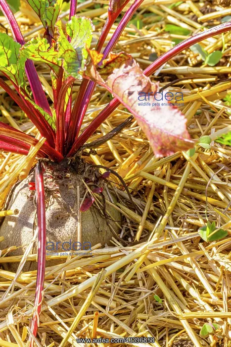 : Beet Rouge Bolivar : Beet Rouge Bolivar