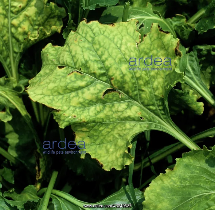 : Beet Yellows Virus on Sugar Beet leaf : Beet Yellows Virus on Sugar Beet leaf