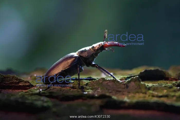  : Beetle, Insect