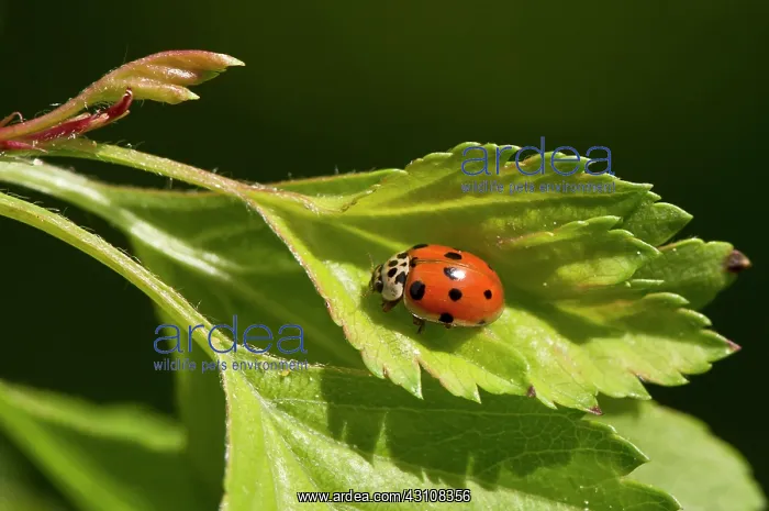 : Beetle, Adalia decempunctata. Allindelille Fredskov : Beetle, Adalia decempunctata. Allindelille Fredskov