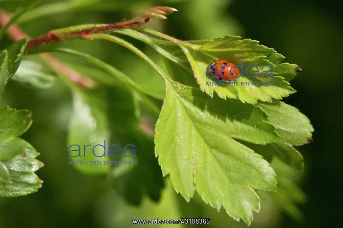 : Beetle, Adalia decempunctata. Allindelille Fredskov : Beetle, Adalia decempunctata. Allindelille Fredskov