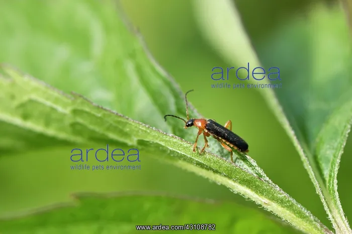 : Beetle (Cantharis nigra) on leaf. Allindelille Fredskov : Beetle (Cantharis nigra) on leaf. Allindelille Fredskov