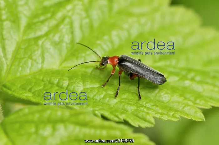 : Beetle (Cantharis pellucida) on leaf. Denmark in : Beetle (Cantharis pellucida) on leaf. Denmark in