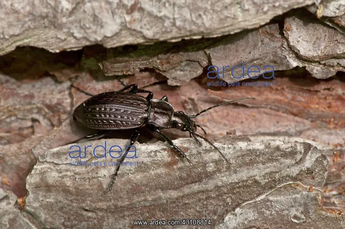 : Beetle (Carabus granulatus) on wood. Allindelille : Beetle (Carabus granulatus) on wood. Allindelille