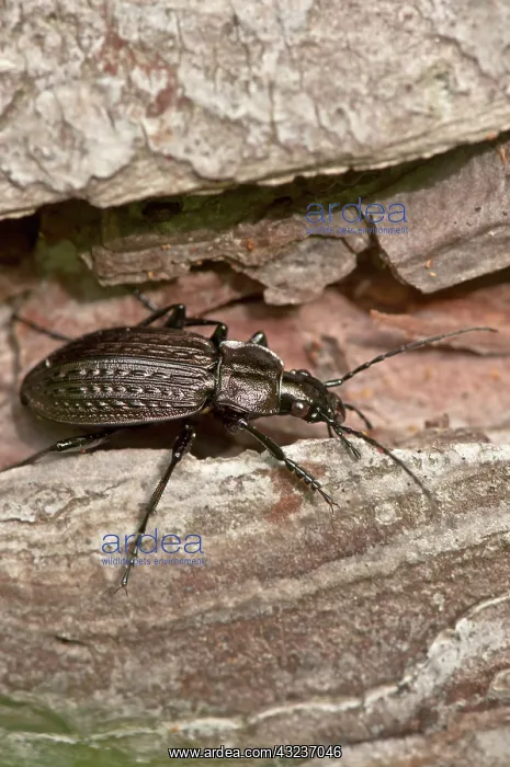 : Beetle (Carabus granulatus) on wood. Allindelille : Beetle (Carabus granulatus) on wood. Allindelille