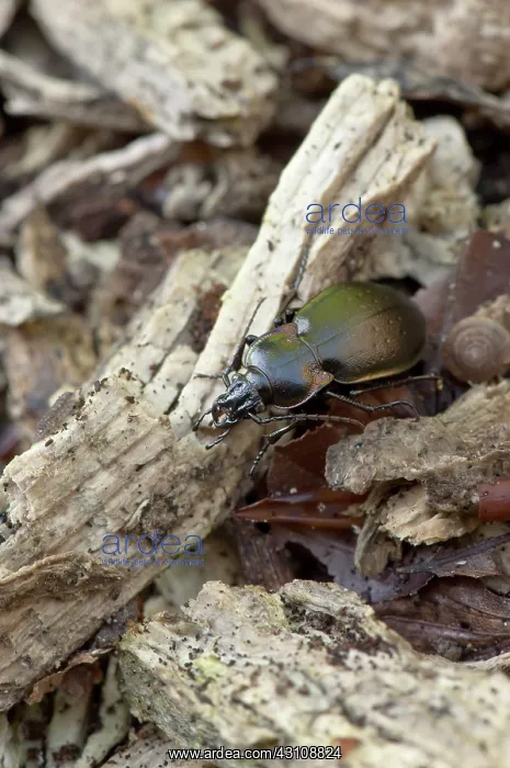 : Beetle (Carabus nemoralis). Allindelille Fredskov : Beetle (Carabus nemoralis). Allindelille Fredskov