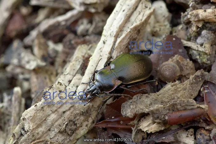 : Beetle (Carabus nemoralis). Allindelille Fredskov : Beetle (Carabus nemoralis). Allindelille Fredskov