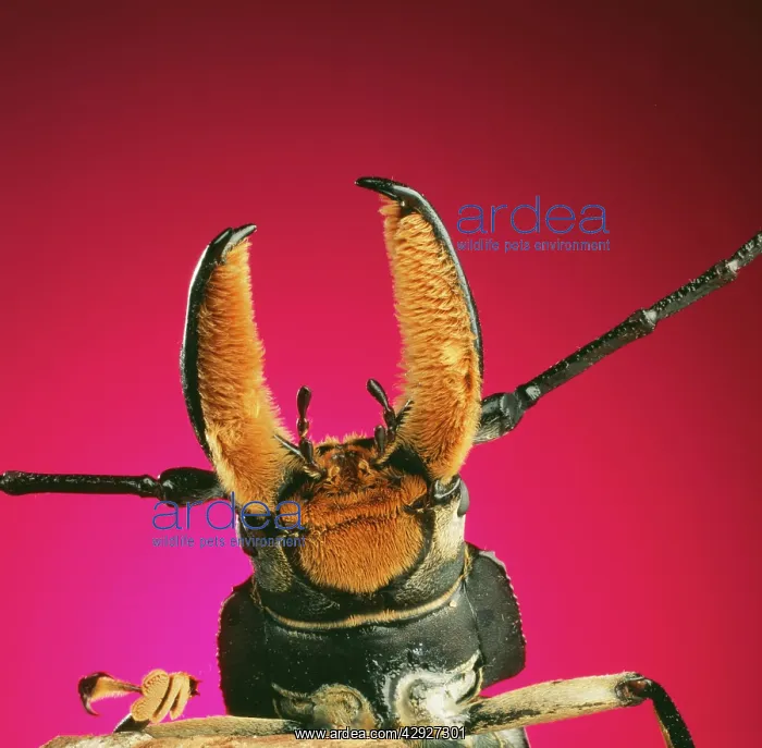  : BEETLE - close-up under pincer