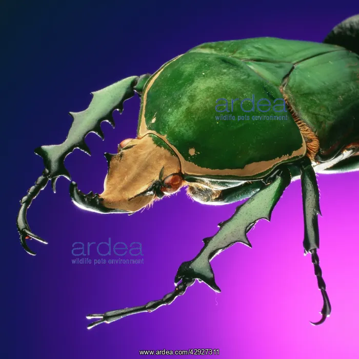  : BEETLE - close-up on purple