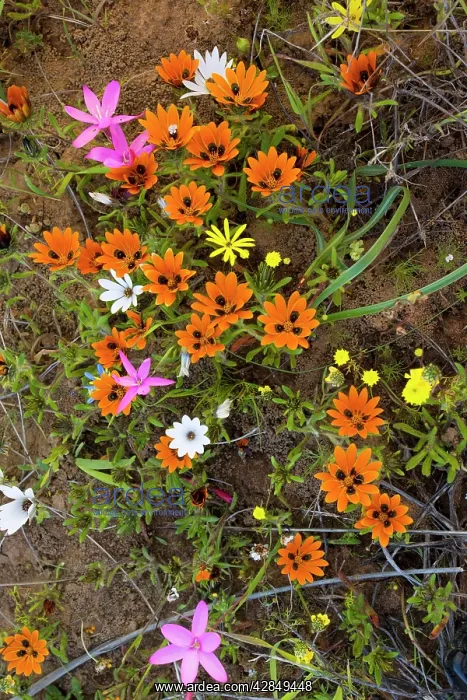 : Beetle daisy - and other flowers on Renosterveld : Beetle daisy - and other flowers on Renosterveld