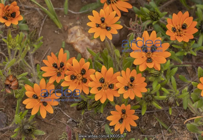 : Beetle daisy, Gorteria diffusa ssp diffusa, in flower : Beetle daisy, Gorteria diffusa ssp diffusa, in flower