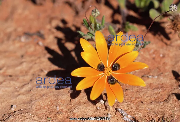 : Beetle Daisy - Showing mimic eyes to attract Bee-fly : Beetle Daisy - Showing mimic eyes to attract Bee-fly
