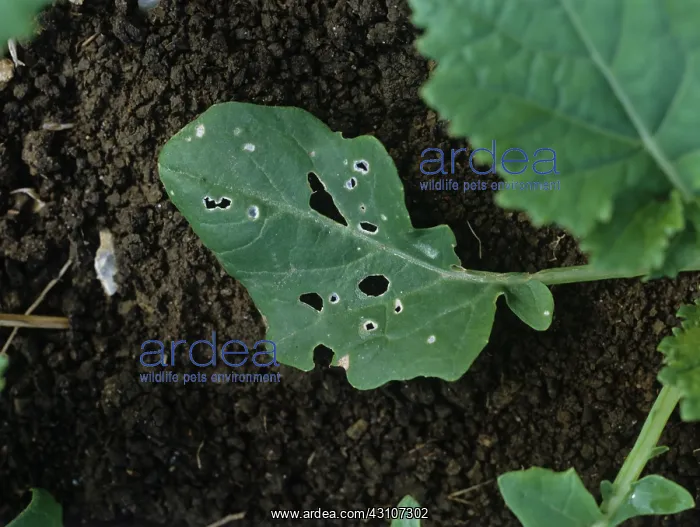 : Beetle damage to Canola leaf : Beetle damage to Canola leaf