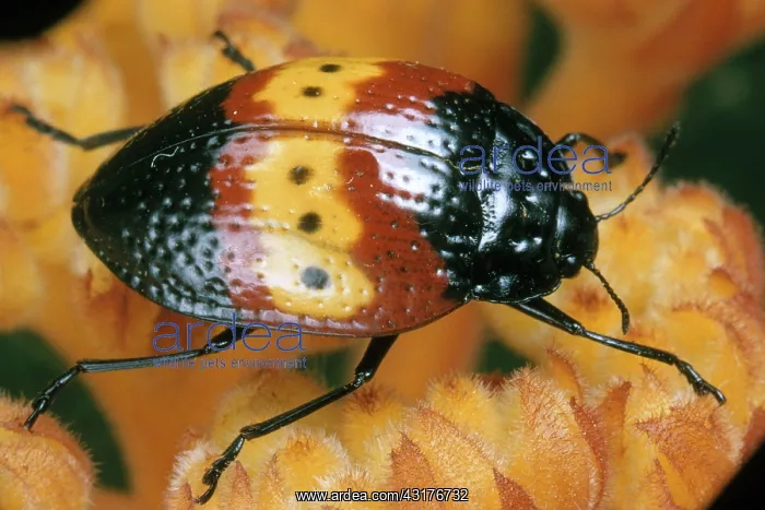 : Beetle (Family Erotylidae) : Beetle (Family Erotylidae)