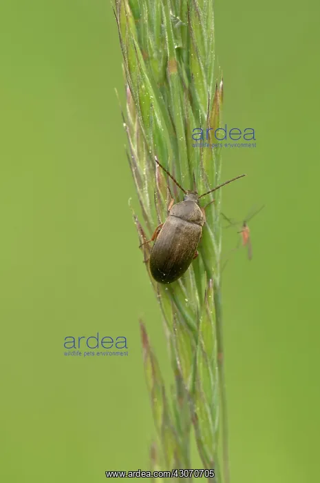 : Beetle (Isomira thoracica) on a straw. Molslaboratoriet : Beetle (Isomira thoracica) on a straw. Molslaboratoriet