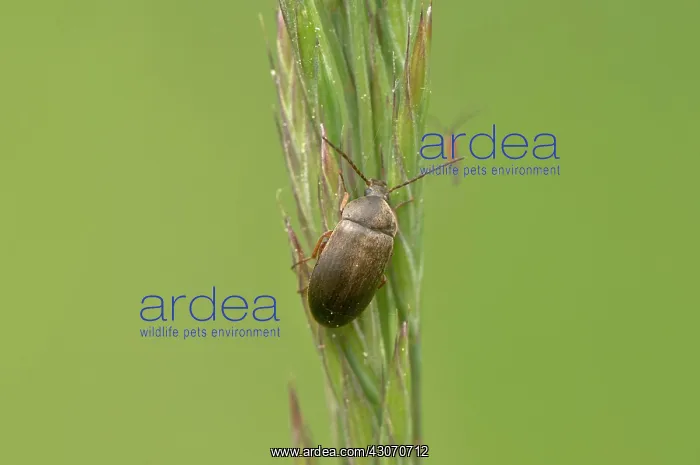 : Beetle (Isomira thoracica) on a straw. Molslaboratoriet : Beetle (Isomira thoracica) on a straw. Molslaboratoriet