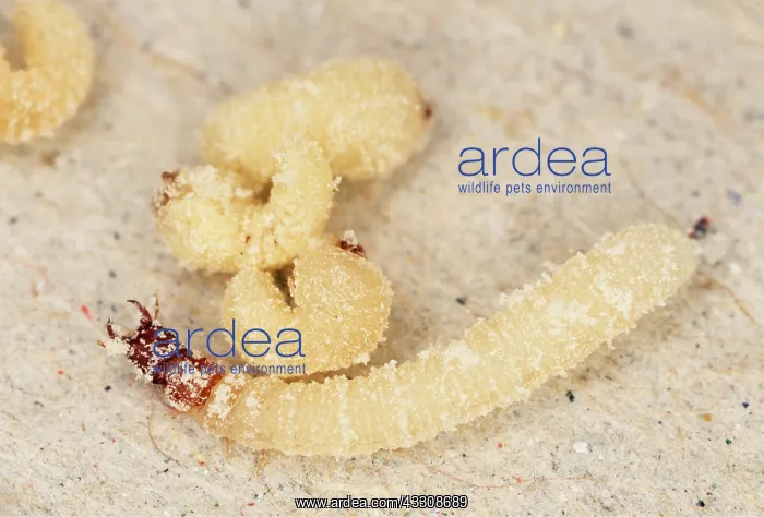 : BEETLE LARVAE & Pest Beetle Larvae - attacking : BEETLE LARVAE & Pest Beetle Larvae - attacking