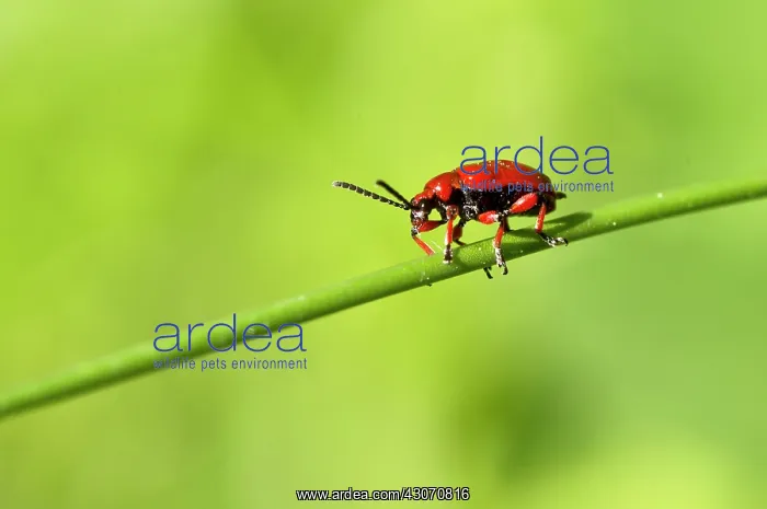 : Beetle, Lilioceris merdigera. Ismanstorp ?land : Beetle, Lilioceris merdigera. Ismanstorp ?land