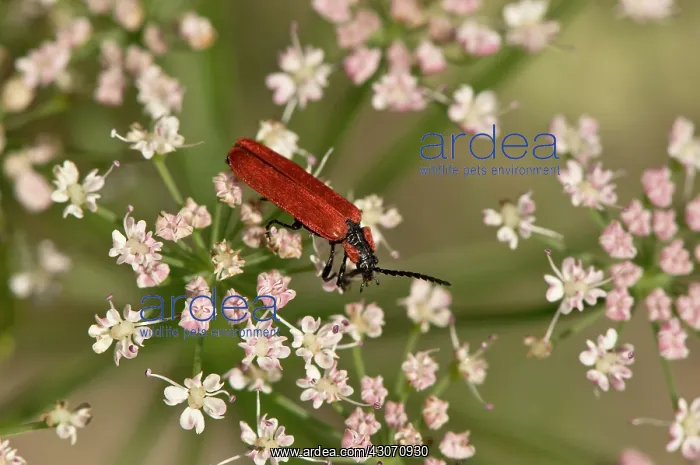 : Beetle (Lygistopterus sanguineus) feeding in flower : Beetle (Lygistopterus sanguineus) feeding in flower
