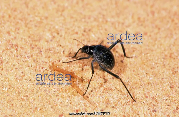 : A beetle - runs in sand while feeding in Arabian : A beetle - runs in sand while feeding in Arabian