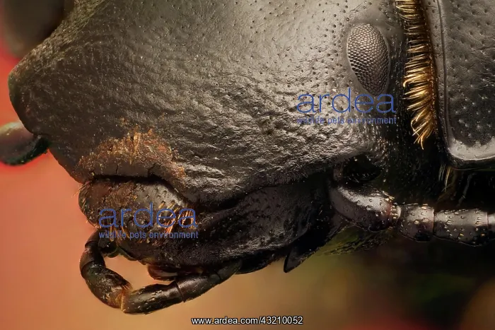 : A beetle species found in costal areas and sand : A beetle species found in costal areas and sand