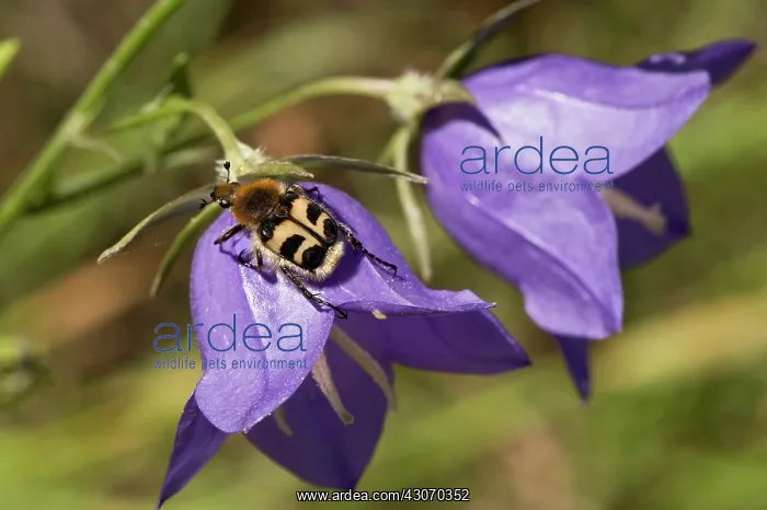 : Beetle (Trichius fasciatus). Sweden in July : Beetle (Trichius fasciatus). Sweden in July