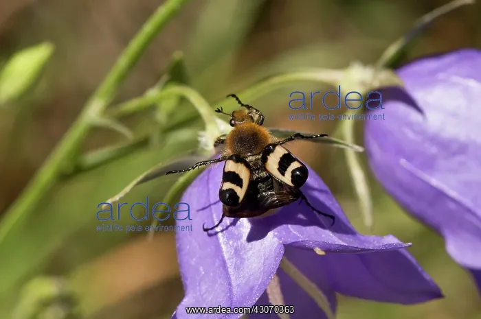 : Beetle (Trichius fasciatus). Sweden in July : Beetle (Trichius fasciatus). Sweden in July
