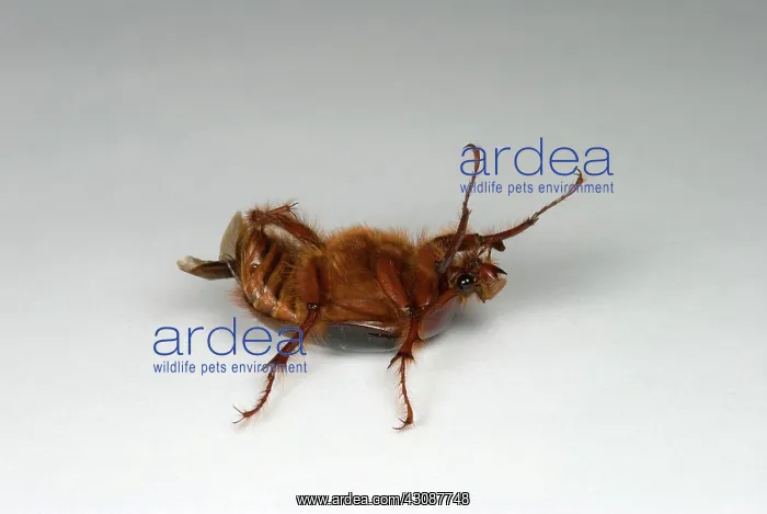 : Beetle Turning Over : Beetle Turning Over