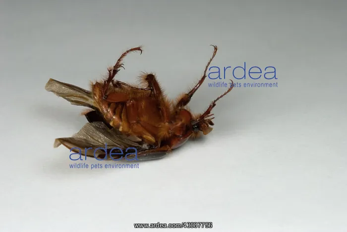  : Beetle Turning Over