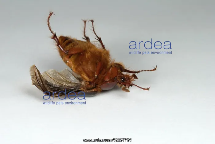 : Beetle Turning Over : Beetle Turning Over