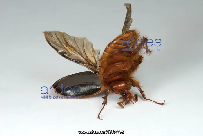 : Beetle Turning Over : Beetle Turning Over