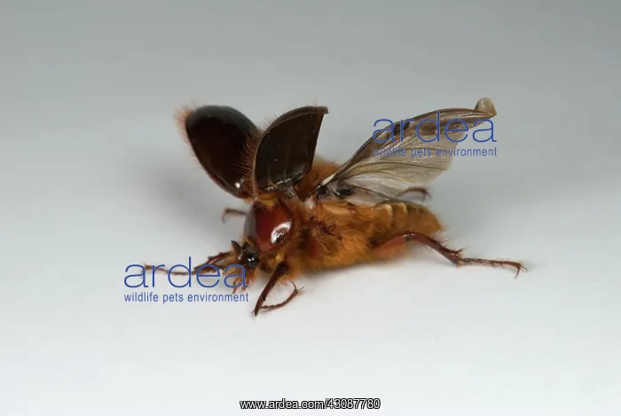 : Beetle Turning Over : Beetle Turning Over