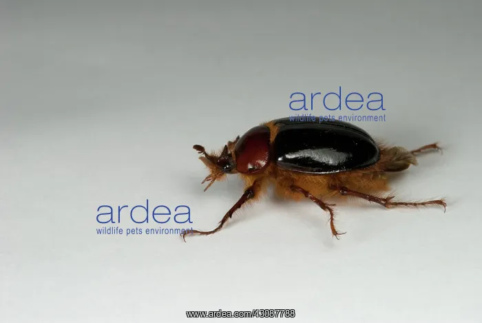 : Beetle Turning Over : Beetle Turning Over