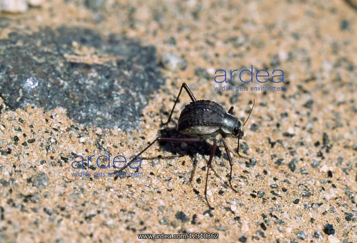 : BEETLE - world's longest beetle legs : BEETLE - world's longest beetle legs