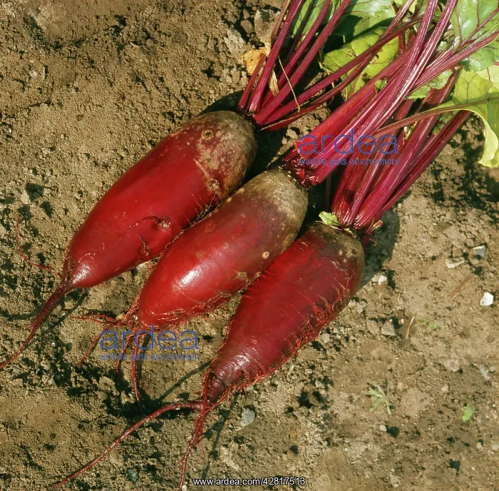  : Beetroot