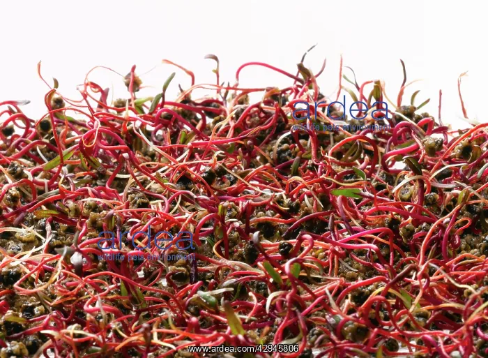 : Beetroot, Beta vulgaris : Beetroot, Beta vulgaris